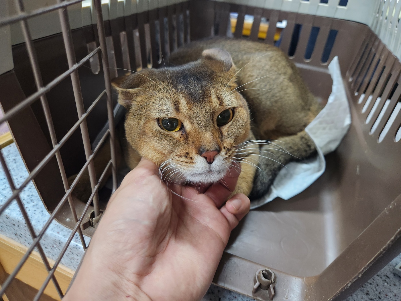 광주 동물보호소_429362202300910